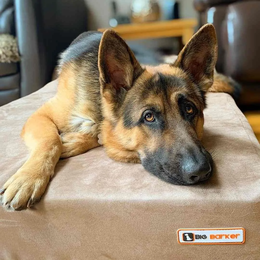 Barker Beds Sleek Dog Bed for Large Sized Dogs (Large, Khaki)  7" Thick Soft & Comfortable Orthopedic Cushion  Durable & Washable Microsuede Cover  Made in USA