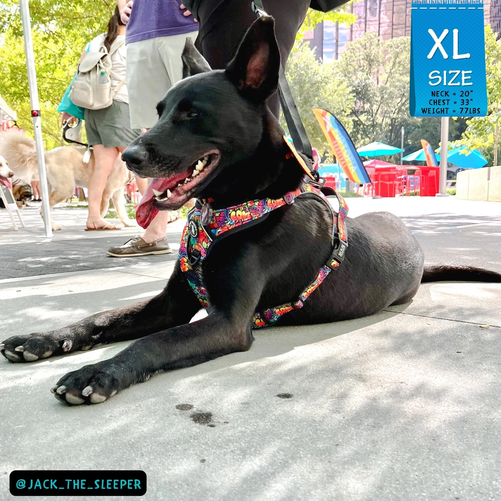 Dog Harness and Leash Set - No Pull | Street Graffiti
