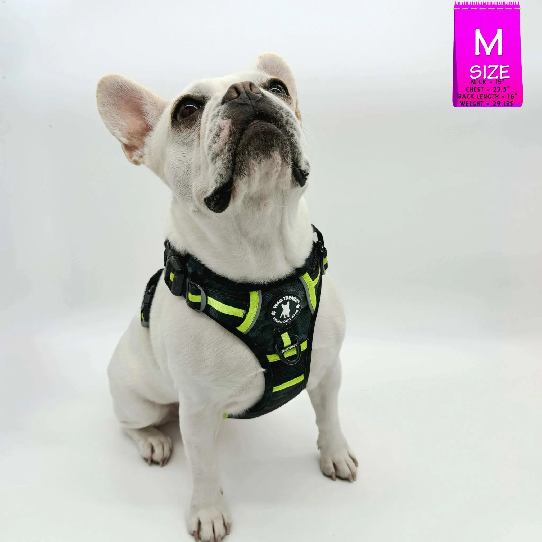 Dog Harness and Leash Set - Poo Bag Holder | Camo Chic (SHēk) Hi-Vis