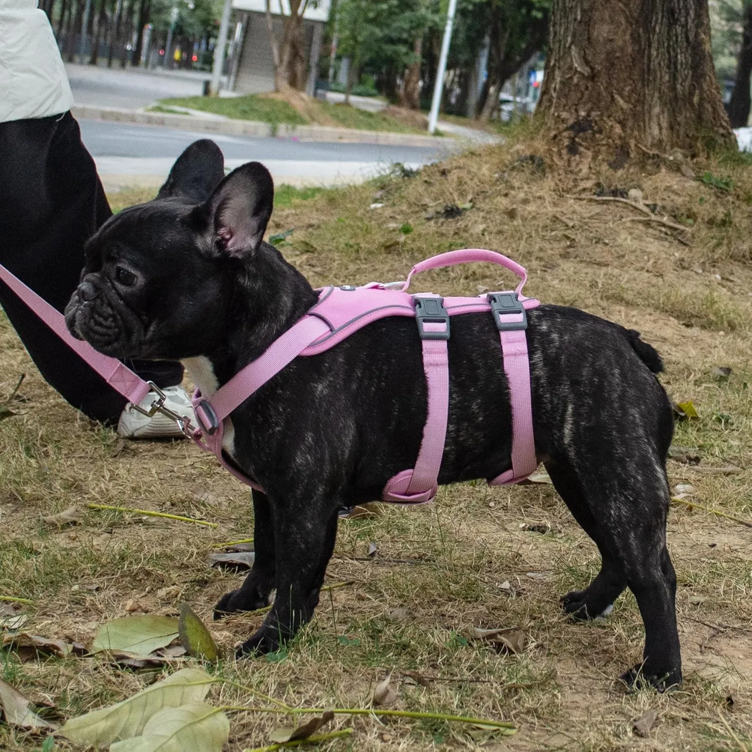 Escape Proof Dog Harness and Leash Set, Lightweight Dog Harness with Lift and Assist Handle, No Pull Reflective Pet Vest for Small Medium Dogs, Ideal for Puppy Walking and Training (Pink, M)