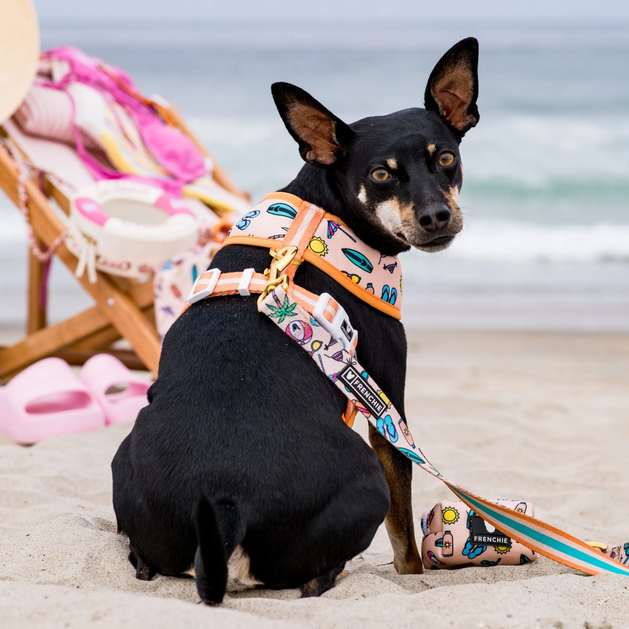 Frenchie Duo Reversible Harness - Beach Bum