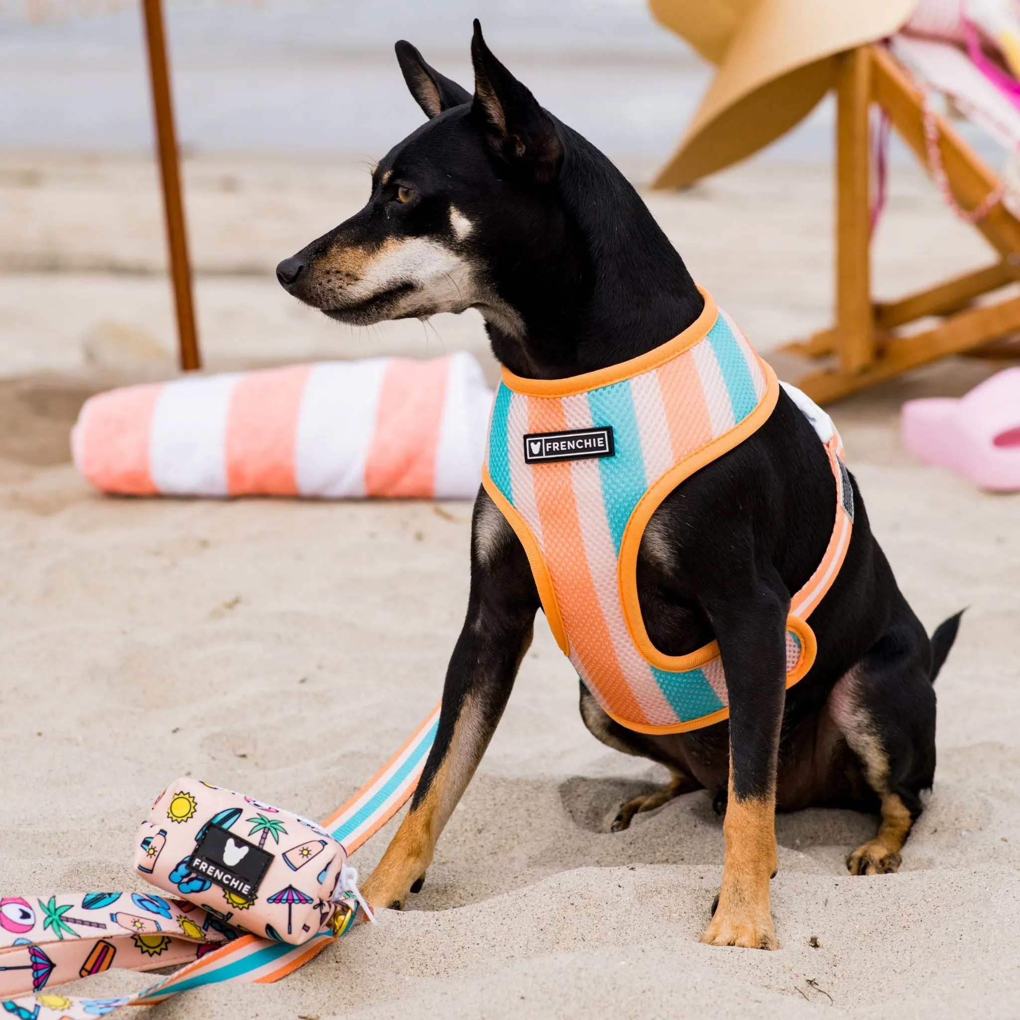 Frenchie Duo Reversible Harness - Beach Bum