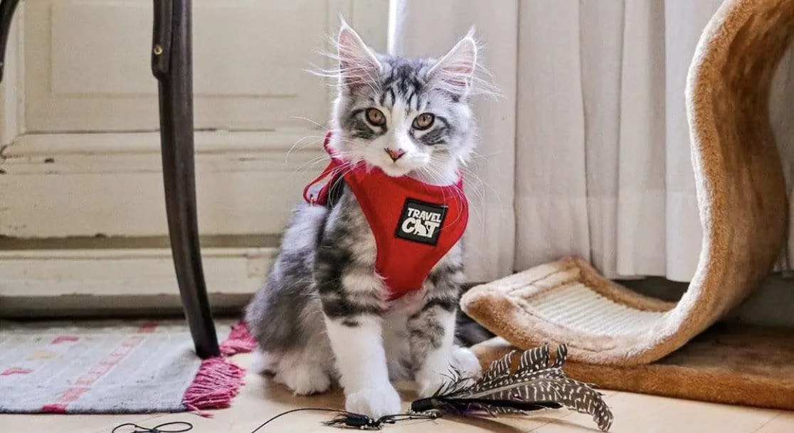 "You’re Kitten Me" Harness Bundle