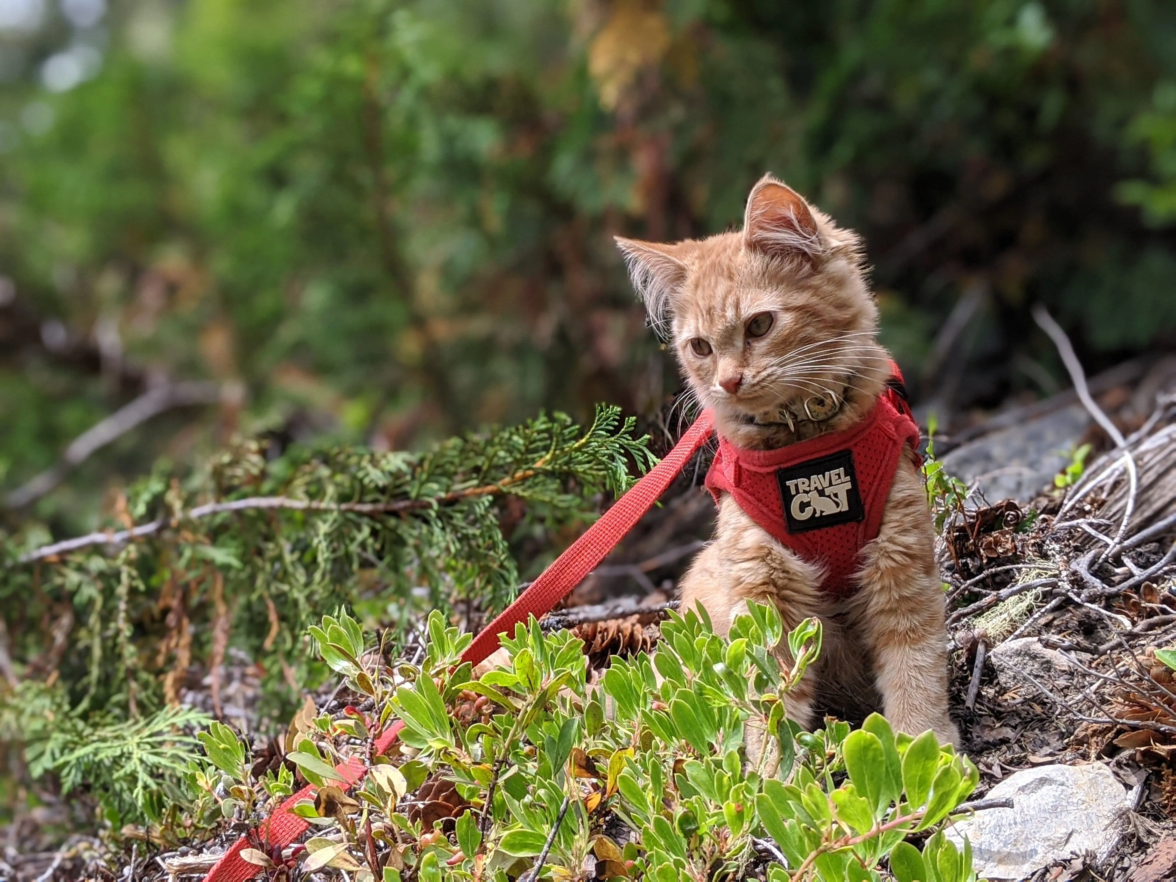 "You’re Kitten Me" Harness Bundle