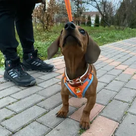 Reflective Dachshund Harness and Leash Set