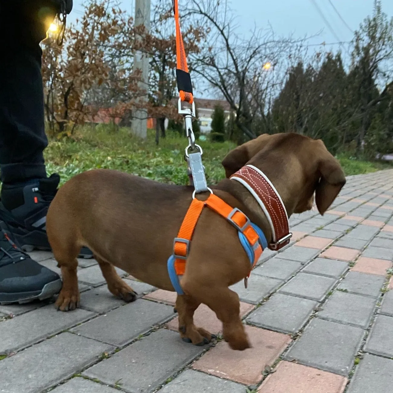 Reflective Dachshund Harness and Leash Set