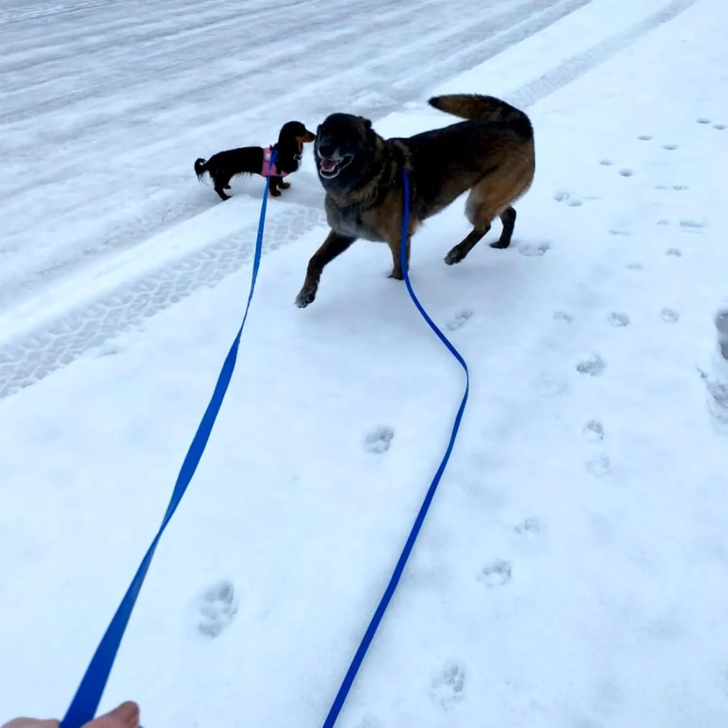 ZALER Long Dog Leash Waterproof Training Leashes 50ft 30ft 20ft 15ft 10ft 6ft, Odor Proof Recall Long Line Lead with Aviation Aluminum Carabiner Clip for Small, Medium, Large Dogs (30FT, Purple)